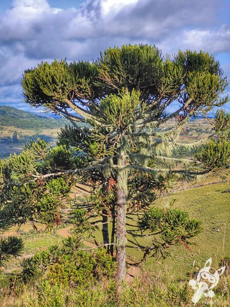 Mirante de Observação de Aves - Ponto de Observação dos Papagaios-Charão | Urupema - Santa Catarina - Brasil | FredLee Na Estrada Mirante de Observação de Aves - Ponto de Observação dos Papagaios-Charão | Urupema - Santa Catarina - Brasil | FredLee Na Estrada