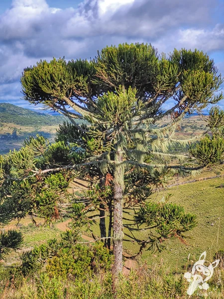 Mirante de Observação de Aves - Ponto de Observação dos Papagaios-Charão | Urupema - Santa Catarina - Brasil | FredLee Na Estrada Mirante de Observação de Aves - Ponto de Observação dos Papagaios-Charão | Urupema - Santa Catarina - Brasil | FredLee Na Estrada