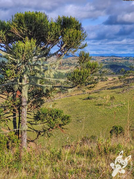 Mirante de Observação de Aves - Ponto de Observação dos Papagaios-Charão | Urupema - Santa Catarina - Brasil | FredLee Na Estrada Mirante de Observação de Aves - Ponto de Observação dos Papagaios-Charão | Urupema - Santa Catarina - Brasil | FredLee Na Estrada