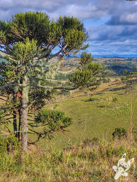 Mirante de Observação de Aves - Ponto de Observação dos Papagaios-Charão | Urupema - Santa Catarina - Brasil | FredLee Na Estrada Mirante de Observação de Aves - Ponto de Observação dos Papagaios-Charão | Urupema - Santa Catarina - Brasil | FredLee Na Estrada