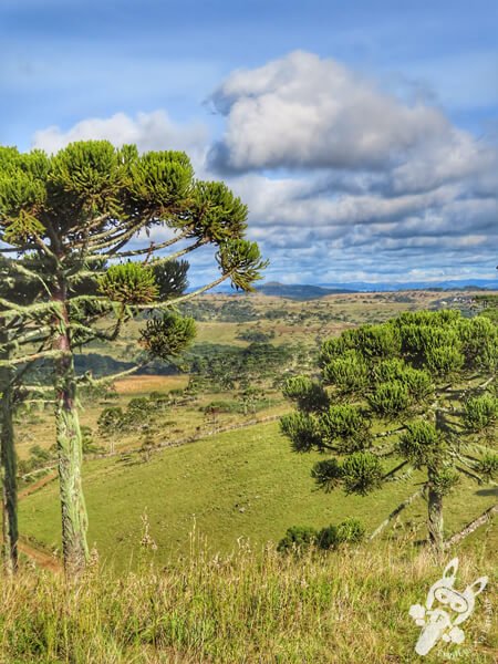 Mirante de Observação de Aves - Ponto de Observação dos Papagaios-Charão | Urupema - Santa Catarina - Brasil | FredLee Na Estrada Mirante de Observação de Aves - Ponto de Observação dos Papagaios-Charão | Urupema - Santa Catarina - Brasil | FredLee Na Estrada