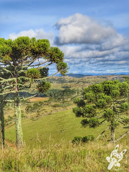 Mirante de Observação de Aves - Ponto de Observação dos Papagaios-Charão | Urupema - Santa Catarina - Brasil | FredLee Na Estrada Mirante de Observação de Aves - Ponto de Observação dos Papagaios-Charão | Urupema - Santa Catarina - Brasil | FredLee Na Estrada