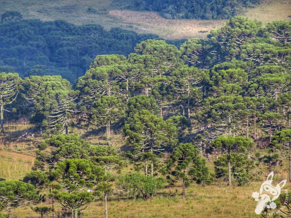 Mirante de Observação de Aves - Ponto de Observação dos Papagaios-Charão | Urupema - Santa Catarina - Brasil | FredLee Na Estrada Mirante de Observação de Aves - Ponto de Observação dos Papagaios-Charão | Urupema - Santa Catarina - Brasil | FredLee Na Estrada