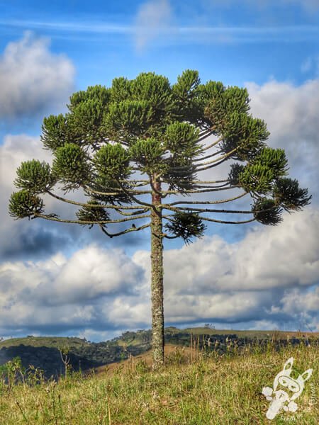 Pica-pau-do-campo em um pinheiro araucária | Urupema - Santa Catarina - Brasil | FredLee Na Estrada Pica-pau-do-campo em um pinheiro araucária | Urupema - Santa Catarina - Brasil | FredLee Na Estrada