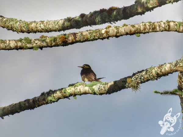 Pica-pau-do-campo em um pinheiro araucária | Urupema - Santa Catarina - Brasil | FredLee Na Estrada Pica-pau-do-campo em um pinheiro araucária | Urupema - Santa Catarina - Brasil | FredLee Na Estrada