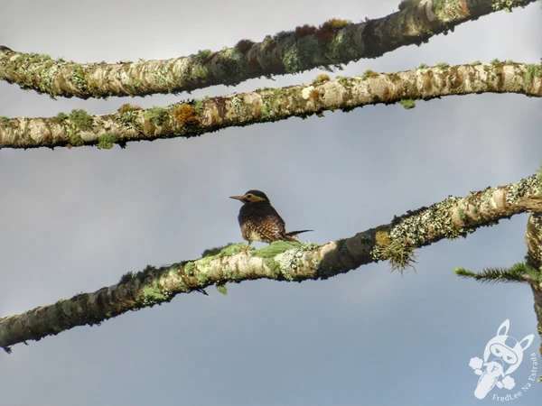 Pica-pau-do-campo em um pinheiro araucária | Urupema - Santa Catarina - Brasil | FredLee Na Estrada Pica-pau-do-campo em um pinheiro araucária | Urupema - Santa Catarina - Brasil | FredLee Na Estrada