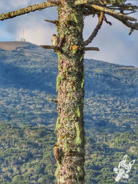 Pica-pau-do-campo e quiriquiri em um pinheiro araucária | Urupema - Santa Catarina - Brasil | FredLee Na Estrada Pica-pau-do-campo e quiriquiri em um pinheiro araucária | Urupema - Santa Catarina - Brasil | FredLee Na Estrada