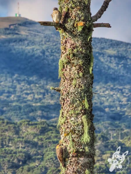 Pica-pau-do-campo e quiriquiri em um pinheiro araucária | Urupema - Santa Catarina - Brasil | FredLee Na Estrada Pica-pau-do-campo e quiriquiri em um pinheiro araucária | Urupema - Santa Catarina - Brasil | FredLee Na Estrada