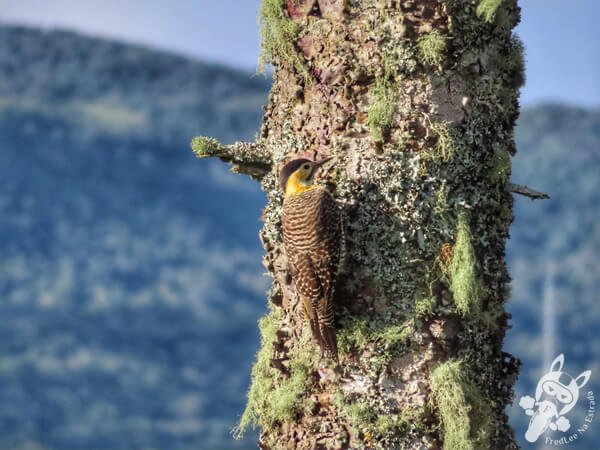 Pica-pau-do-campo em um pinheiro araucária | Urupema - Santa Catarina - Brasil | FredLee Na Estrada Pica-pau-do-campo em um pinheiro araucária | Urupema - Santa Catarina - Brasil | FredLee Na Estrada