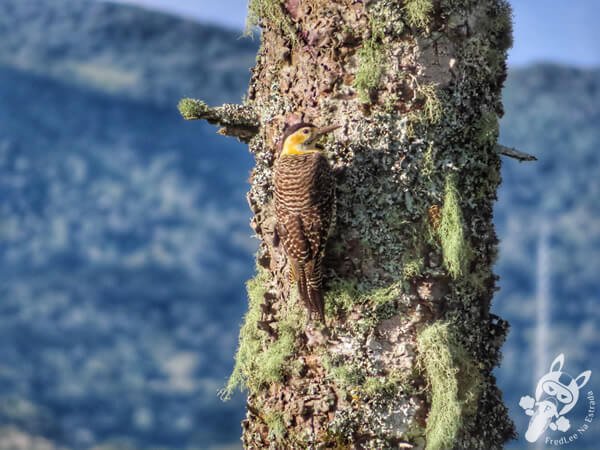 Pica-pau-do-campo em um pinheiro araucária | Urupema - Santa Catarina - Brasil | FredLee Na Estrada Pica-pau-do-campo em um pinheiro araucária | Urupema - Santa Catarina - Brasil | FredLee Na Estrada