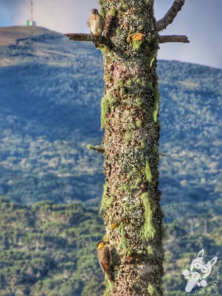 Pica-pau-do-campo e quiriquiri em um pinheiro araucária | Urupema - Santa Catarina - Brasil | FredLee Na Estrada Pica-pau-do-campo e quiriquiri em um pinheiro araucária | Urupema - Santa Catarina - Brasil | FredLee Na Estrada