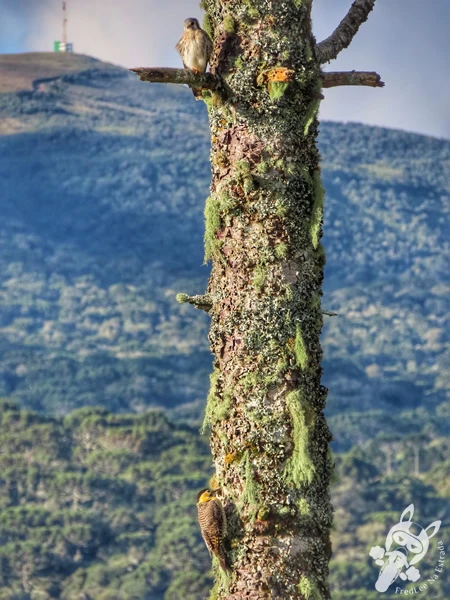 Pica-pau-do-campo e quiriquiri em um pinheiro araucária | Urupema - Santa Catarina - Brasil | FredLee Na Estrada Pica-pau-do-campo e quiriquiri em um pinheiro araucária | Urupema - Santa Catarina - Brasil | FredLee Na Estrada