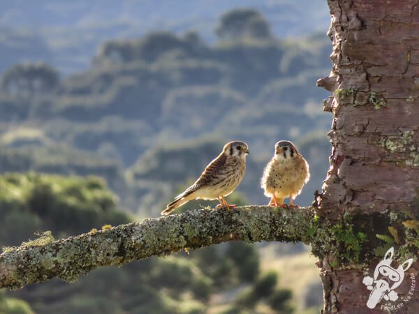 Quiriquiri em um pinheiro araucária | Urupema - Santa Catarina - Brasil | FredLee Na Estrada Quiriquiri em um pinheiro araucária | Urupema - Santa Catarina - Brasil | FredLee Na Estrada
