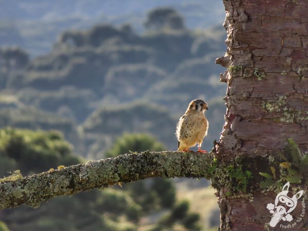 Quiriquiri em um pinheiro araucária | Urupema - Santa Catarina - Brasil | FredLee Na Estrada Quiriquiri em um pinheiro araucária | Urupema - Santa Catarina - Brasil | FredLee Na Estrada