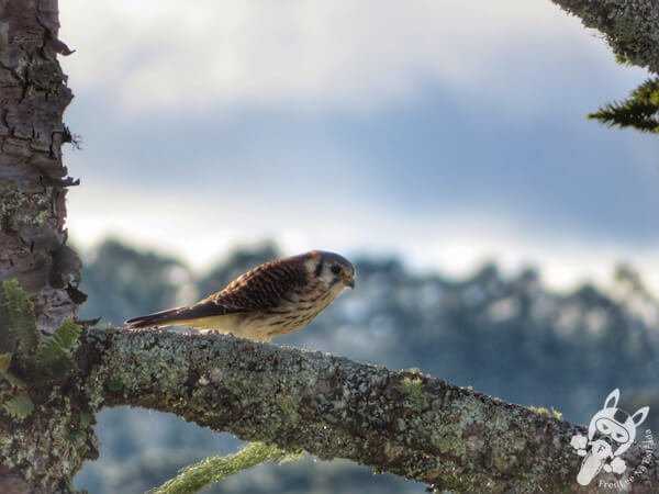 Quiriquiri em um pinheiro araucária | Urupema - Santa Catarina - Brasil | FredLee Na Estrada Quiriquiri em um pinheiro araucária | Urupema - Santa Catarina - Brasil | FredLee Na Estrada