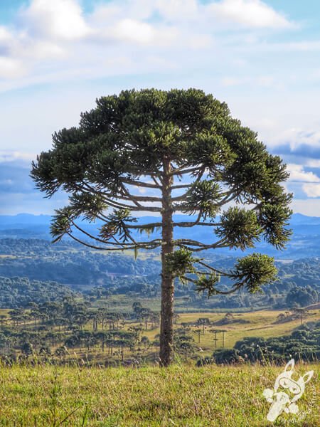 Pinheiro araucária | Urupema - Santa Catarina - Brasil | FredLee Na Estrada Pinheiro araucária | Urupema - Santa Catarina - Brasil | FredLee Na Estrada