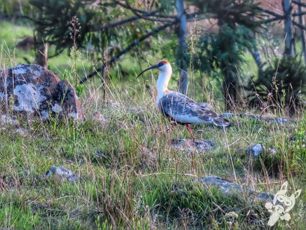 Curucaca em Urupema - Santa Catarina - Brasil | FredLee Na Estrada Curucaca em Urupema - Santa Catarina - Brasil | FredLee Na Estrada