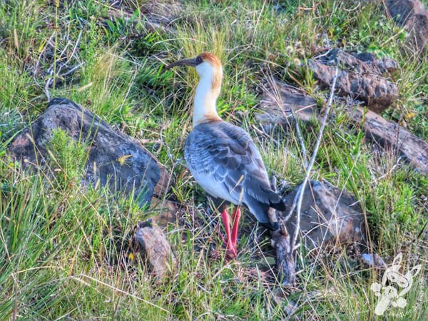 Curucaca em Urupema - Santa Catarina - Brasil | FredLee Na Estrada Curucaca em Urupema - Santa Catarina - Brasil | FredLee Na Estrada