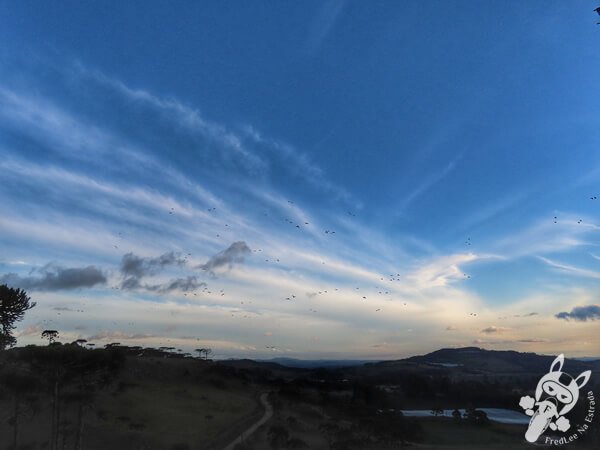Revoada dos papagaios-charão | Urupema - Santa Catarina - Brasil | FredLee Na Estrada Revoada dos papagaios-charão | Urupema - Santa Catarina - Brasil | FredLee Na Estrada