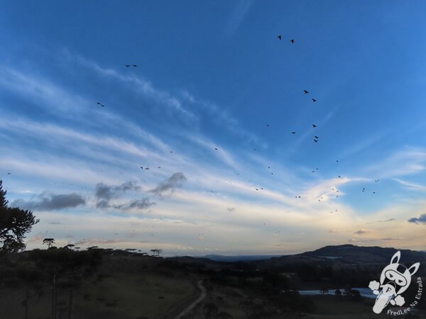 Revoada dos papagaios-charão | Urupema - Santa Catarina - Brasil | FredLee Na Estrada Revoada dos papagaios-charão | Urupema - Santa Catarina - Brasil | FredLee Na Estrada