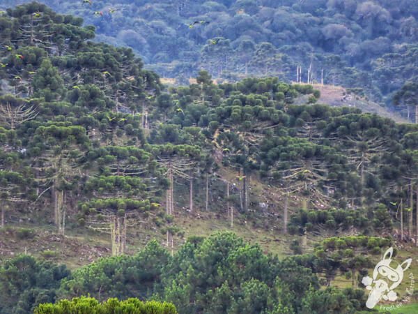 Revoada dos papagaios-charão | Urupema - Santa Catarina - Brasil | FredLee Na Estrada Revoada dos papagaios-charão | Urupema - Santa Catarina - Brasil | FredLee Na Estrada