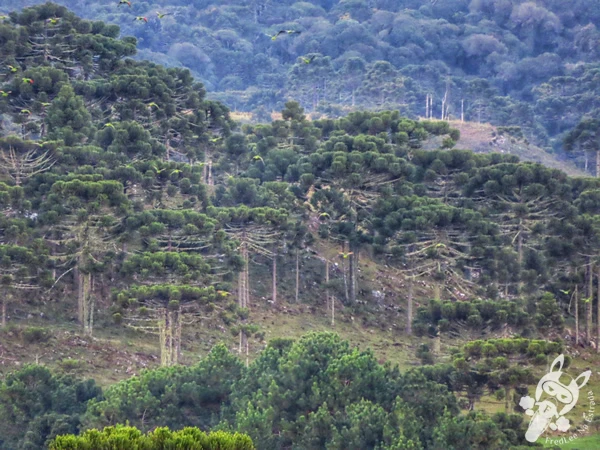 Revoada dos papagaios-charão | Urupema - Santa Catarina - Brasil | FredLee Na Estrada Revoada dos papagaios-charão | Urupema - Santa Catarina - Brasil | FredLee Na Estrada