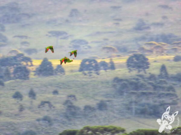 Revoada dos papagaios-charão | Urupema - Santa Catarina - Brasil | FredLee Na Estrada Revoada dos papagaios-charão | Urupema - Santa Catarina - Brasil | FredLee Na Estrada