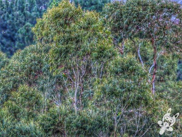 Papagaios-Charão | Urupema - Santa Catarina - Brasil | FredLee Na Estrada Papagaios-Charão | Urupema - Santa Catarina - Brasil | FredLee Na Estrada