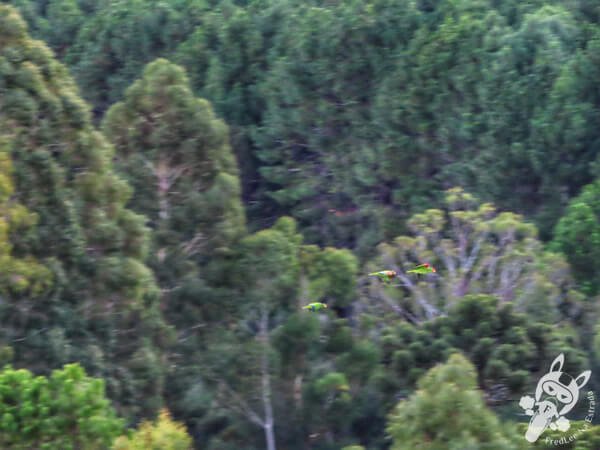 Revoada dos papagaios-charão | Urupema - Santa Catarina - Brasil | FredLee Na Estrada Revoada dos papagaios-charão | Urupema - Santa Catarina - Brasil | FredLee Na Estrada