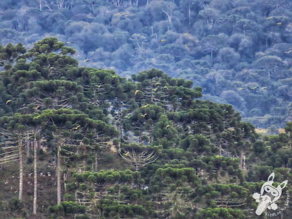 Revoada dos papagaios-charão | Urupema - Santa Catarina - Brasil | FredLee Na Estrada Revoada dos papagaios-charão | Urupema - Santa Catarina - Brasil | FredLee Na Estrada