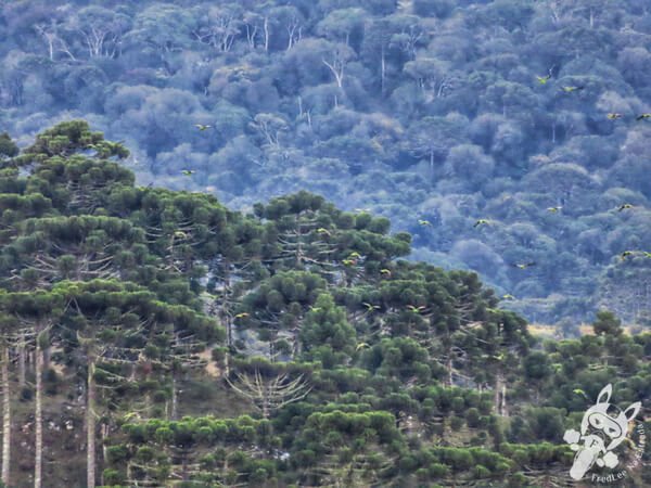 Revoada dos papagaios-charão | Urupema - Santa Catarina - Brasil | FredLee Na Estrada Revoada dos papagaios-charão | Urupema - Santa Catarina - Brasil | FredLee Na Estrada