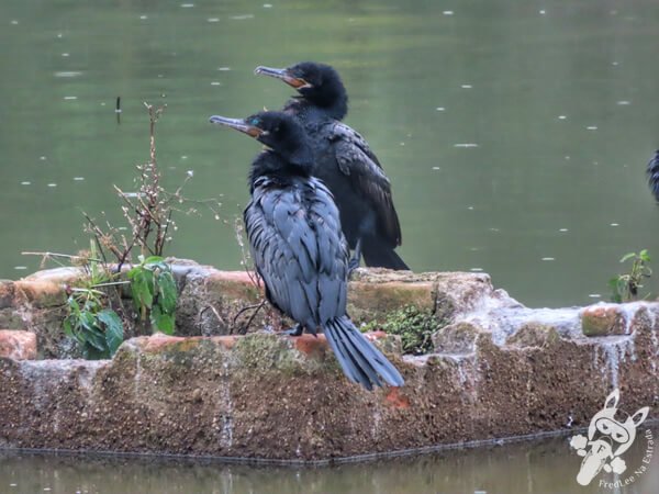 Biguás no Jardim Botânico de São Paulo | São Paulo - São Paulo - Brasil | FredLee Na Estrada