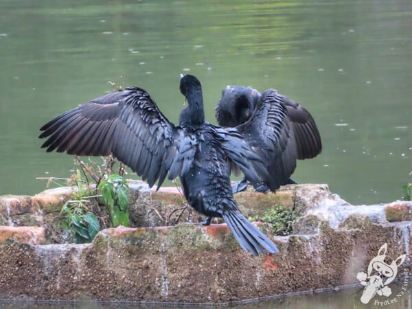 Biguá no Jardim Botânico de São Paulo | São Paulo - São Paulo - Brasil | FredLee Na Estrada