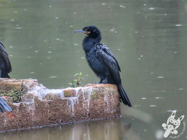 Biguá no Jardim Botânico de São Paulo | São Paulo - São Paulo - Brasil | FredLee Na Estrada