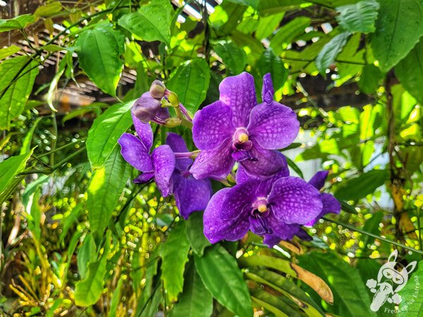 Orquidário Dr. Frederico Carlos Hoehne - Jardim Botânico de São Paulo | São Paulo - São Paulo - Brasil | FredLee Na Estrada