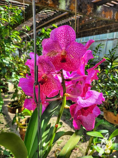 Orquidário Dr. Frederico Carlos Hoehne - Jardim Botânico de São Paulo | São Paulo - São Paulo - Brasil | FredLee Na Estrada