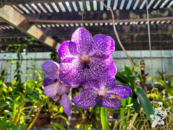 Orquidário Dr. Frederico Carlos Hoehne - Jardim Botânico de São Paulo | São Paulo - São Paulo - Brasil | FredLee Na Estrada