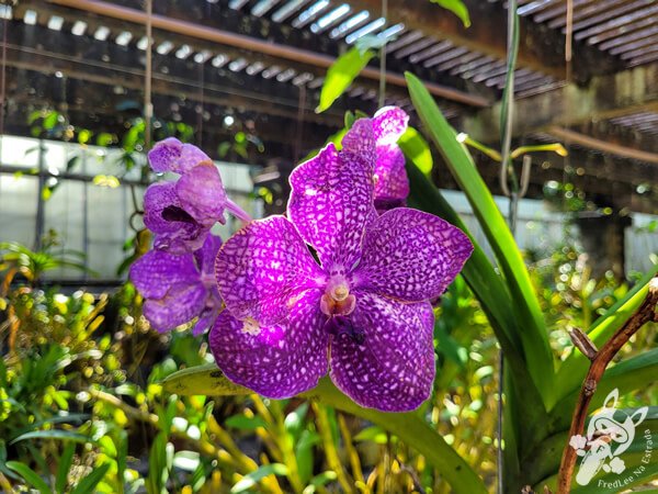 Orquidário Dr. Frederico Carlos Hoehne - Jardim Botânico de São Paulo | São Paulo - São Paulo - Brasil | FredLee Na Estrada