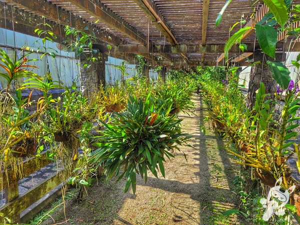 Orquidário Dr. Frederico Carlos Hoehne - Jardim Botânico de São Paulo | São Paulo - São Paulo - Brasil | FredLee Na Estrada