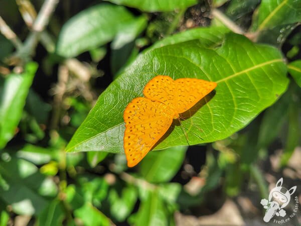 Borboleta no Jardim Botânico de São Paulo | São Paulo - São Paulo - Brasil | FredLee Na Estrada