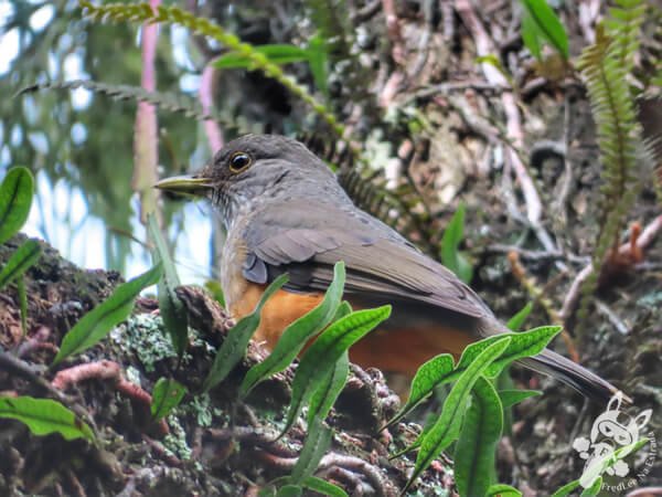 Sabiá-laranjeira no Jardim Botânico de São Paulo | São Paulo - São Paulo - Brasil | FredLee Na Estrada