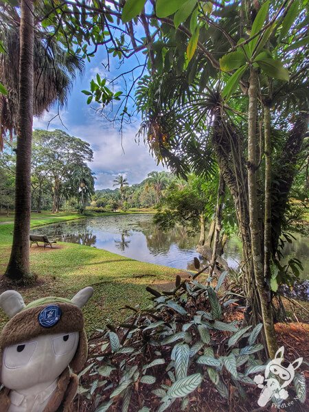 Lago das Ninfeias - Jardim Botânico de São Paulo | São Paulo - São Paulo - Brasil | FredLee Na Estrada