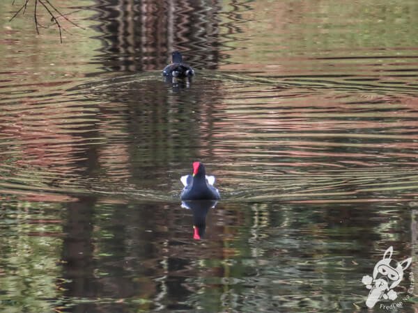 Galinhas-d’água no Lago das Ninfeias - Jardim Botânico de São Paulo | São Paulo - São Paulo - Brasil | FredLee Na Estrada