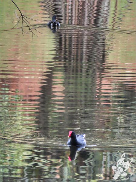 Galinhas-d’água no Lago das Ninfeias - Jardim Botânico de São Paulo | São Paulo - São Paulo - Brasil | FredLee Na Estrada