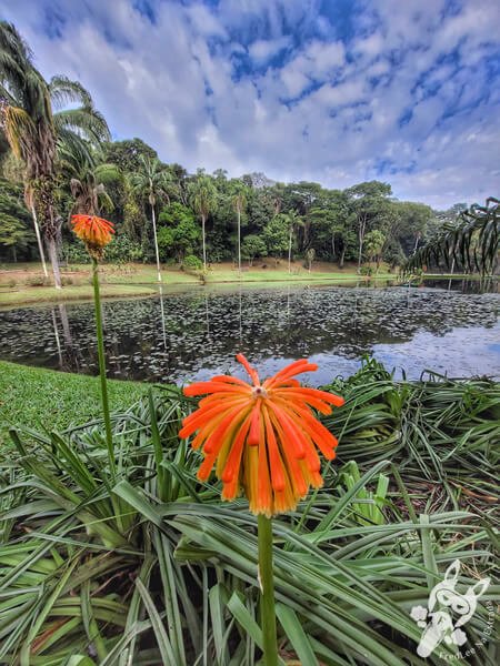 Lírio-tocha no Jardim Botânico de São Paulo | São Paulo - São Paulo - Brasil | FredLee Na Estrada