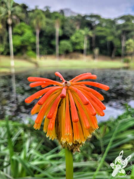 Lírio-tocha no Jardim Botânico de São Paulo | São Paulo - São Paulo - Brasil | FredLee Na Estrada