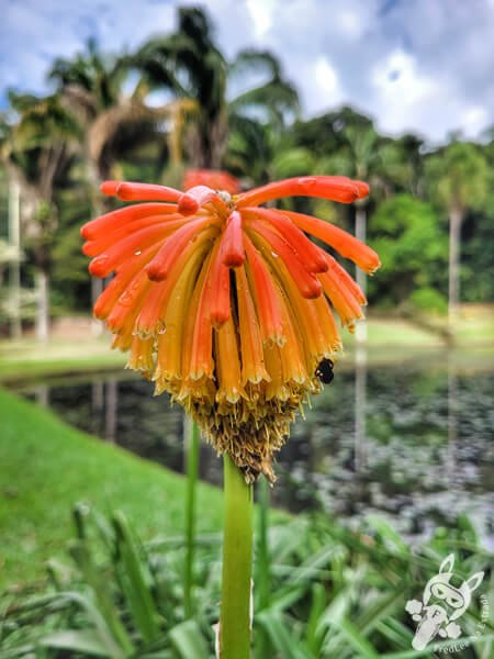 Lírio-tocha no Jardim Botânico de São Paulo | São Paulo - São Paulo - Brasil | FredLee Na Estrada