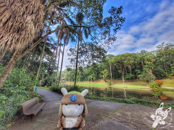 Lago das Ninfeias - Jardim Botânico de São Paulo | São Paulo - São Paulo - Brasil | FredLee Na Estrada