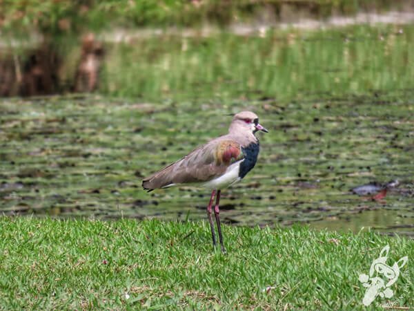 Quero-quero no Lago das Ninfeias - Jardim Botânico de São Paulo | São Paulo - São Paulo - Brasil | FredLee Na Estrada