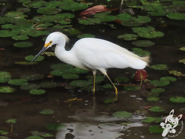 Garça-branca-pequena no Jardim Botânico de São Paulo | São Paulo - São Paulo - Brasil | FredLee Na Estrada